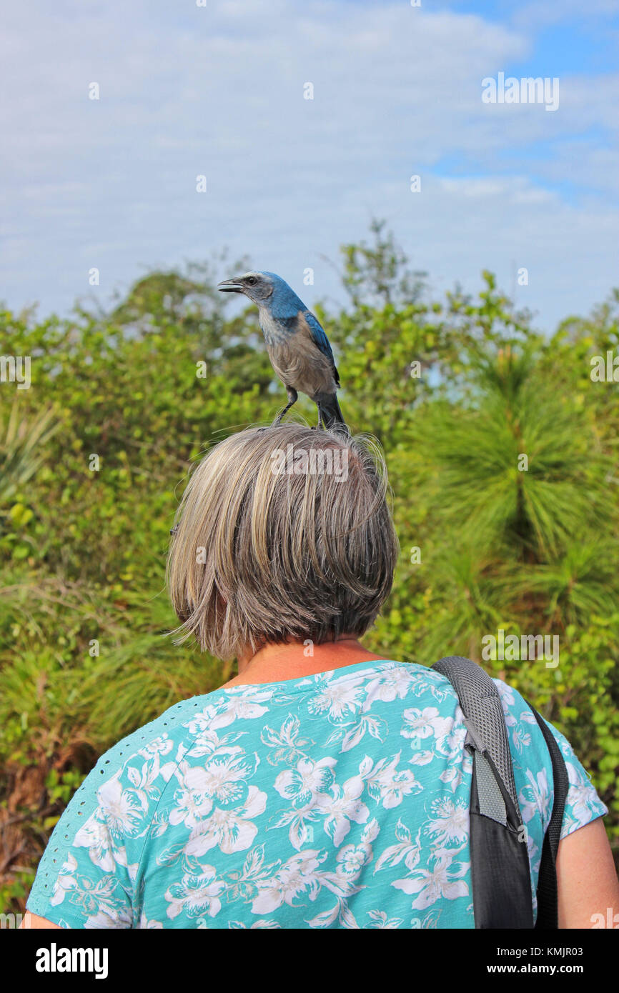 Florida Scrub Jay perché sur la tête d'une femme Banque D'Images