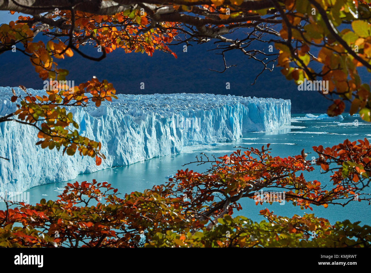 Le glacier Perito Moreno, et lenga arbres en automne, Parque Nacional Los Glaciares (zone du patrimoine mondial), Patagonie, Argentine, Amérique du Sud Banque D'Images
