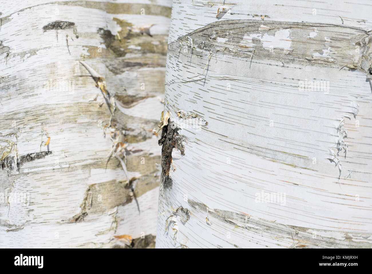 Silver Birch Tree bark close-up Banque D'Images