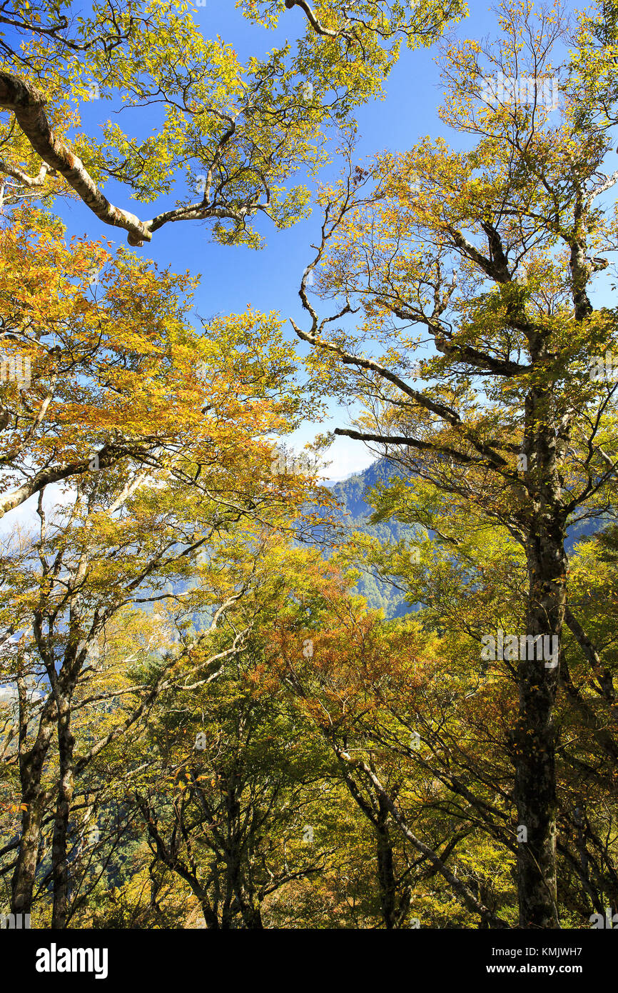 Beauté à Taiwan Banque D'Images