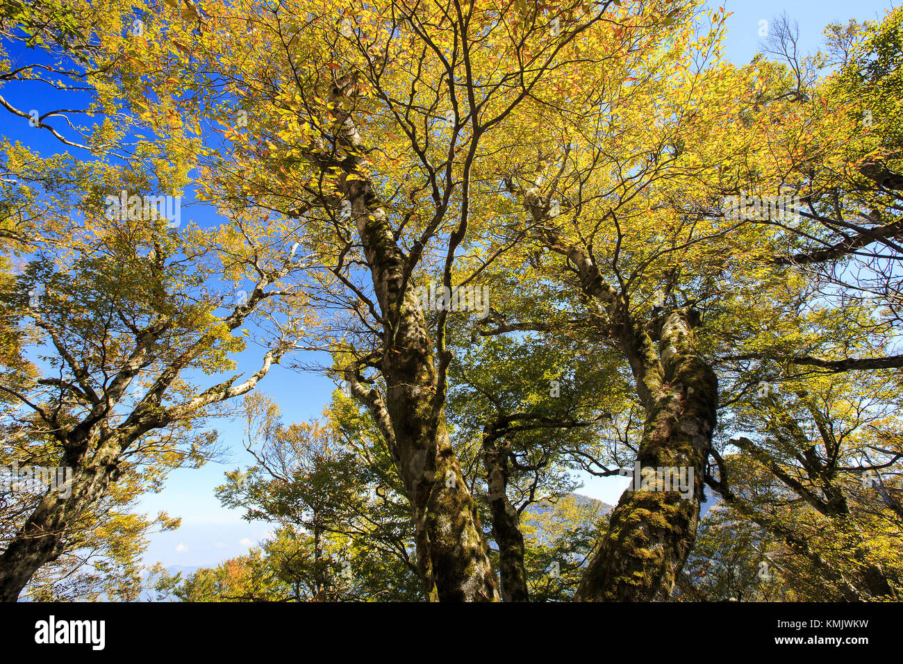 Beauté à Taiwan Banque D'Images