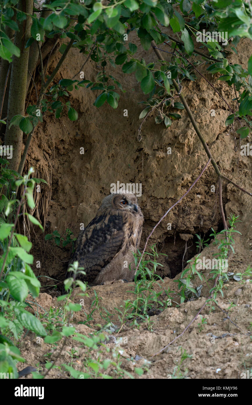 Grand / Owl Bubo bubo Europaeischer Uhu ( ), Poussin, reposant sur la journée sous les buissons dans la paroi d'une fosse de sable, la faune de l'Europe. Banque D'Images