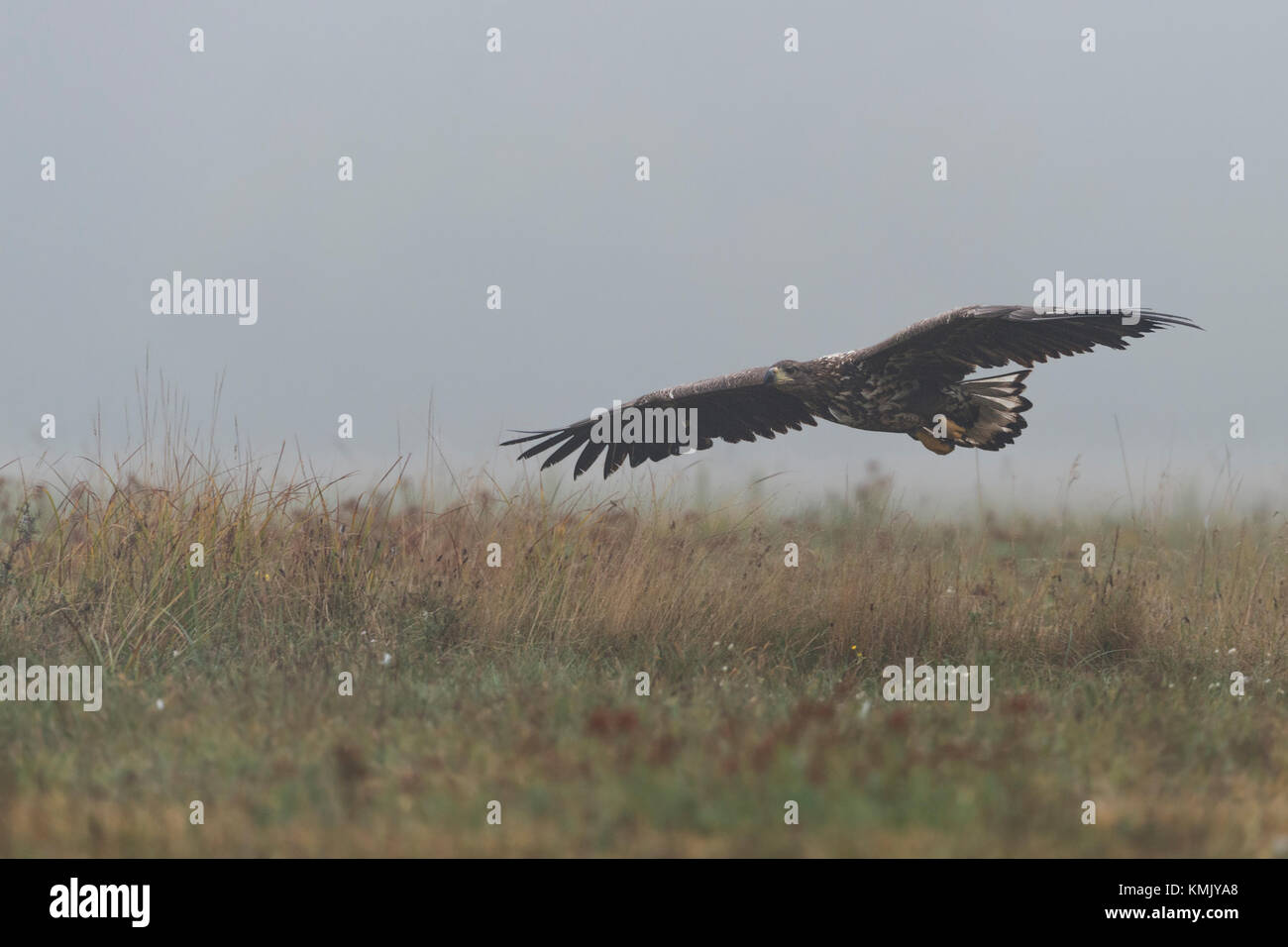 White-tailed Eagle / l'Aigle de mer ( Haliaeetus albicilla ), jeune, adolescent, voler près de la prairie ci-dessus, tôt le matin, le brouillard, l'humeur d'automne, de l'Europe Banque D'Images
