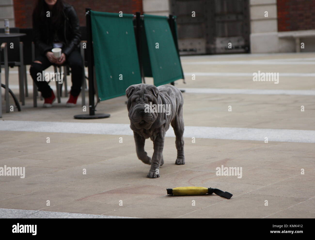 Chinese Shar-Pei chien jouant Banque D'Images