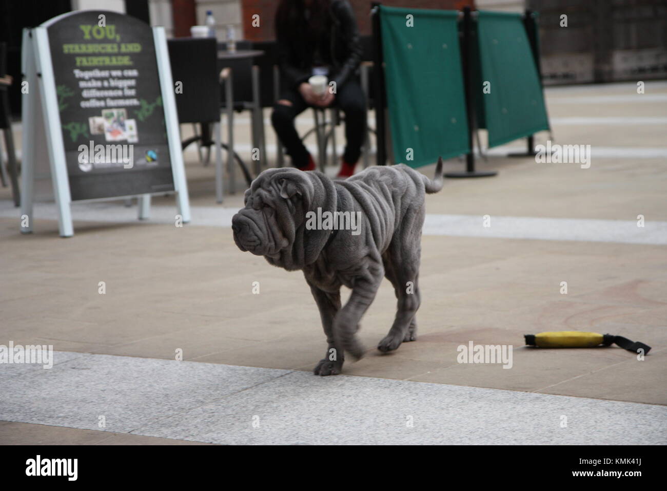Chinese Shar-Pei chien jouant Banque D'Images