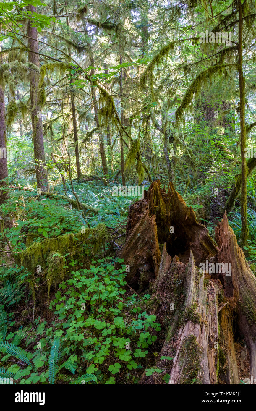 Quinault Rainforest Trail sur la rive sud de route au lac Quinault dans le Parc National Olympic dans l'État de Washington aux États-Unis Banque D'Images