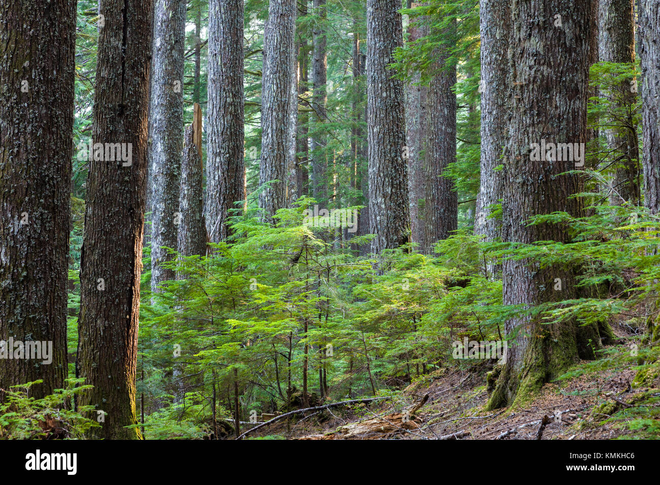 Bois sur la piste en prairie Longmire Mt Rainier National Park dans l'État de Washington aux États-Unis Banque D'Images