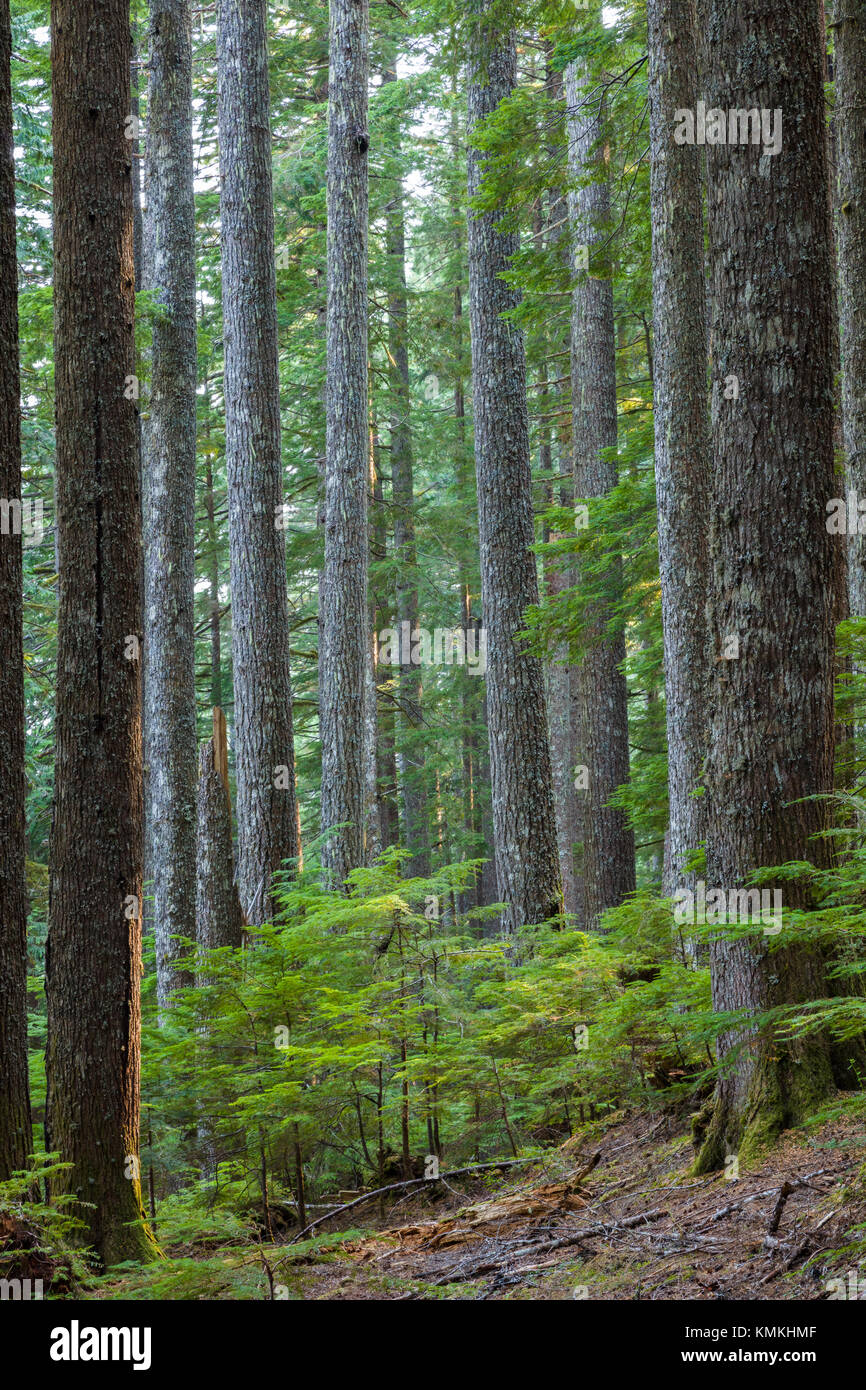 Bois sur la piste en prairie Longmire Mt Rainier National Park dans l'État de Washington aux États-Unis Banque D'Images
