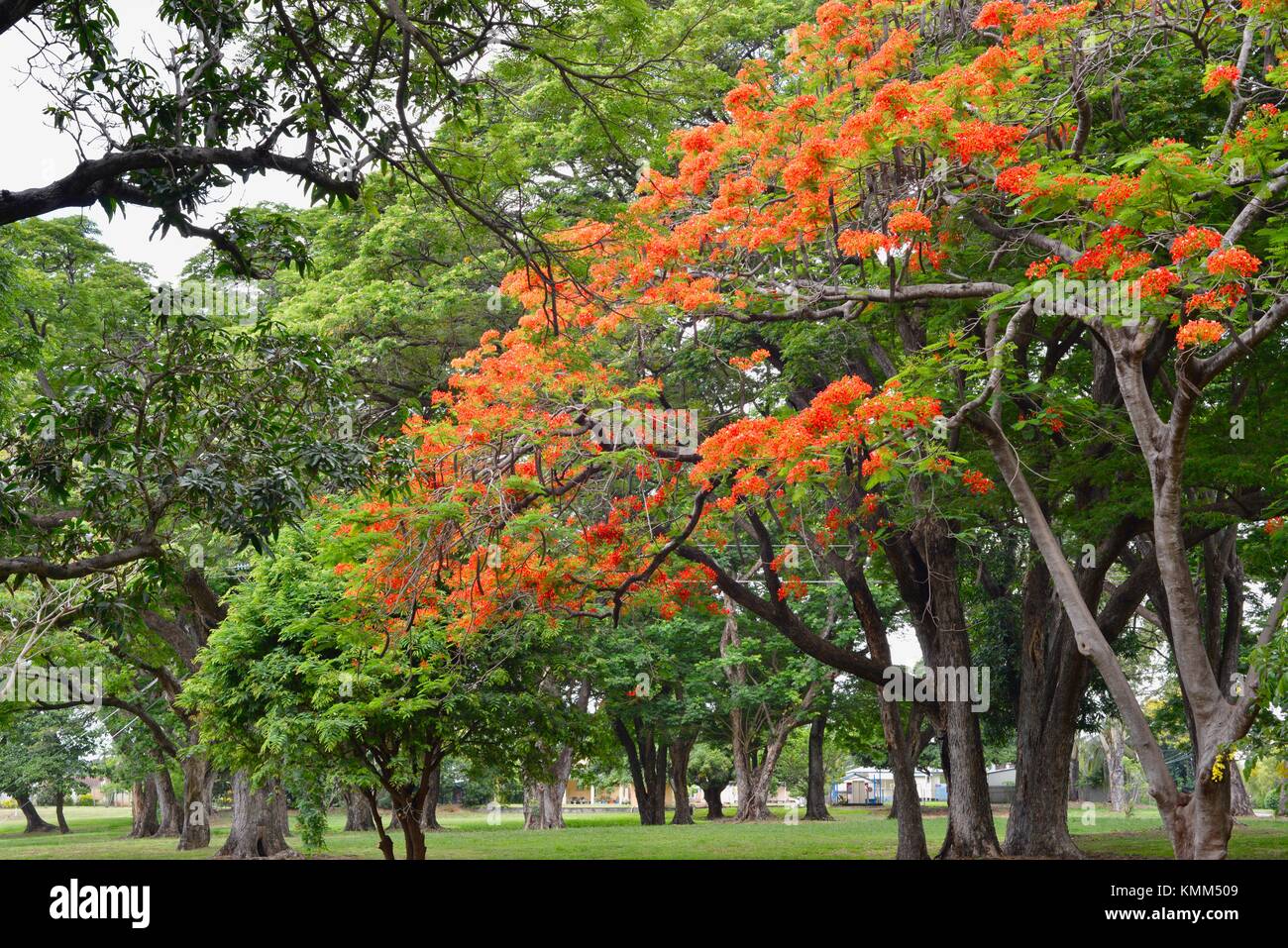 Arbre flamboyant (Delonix regia). Originaire de Madagascar, mais orne — free download