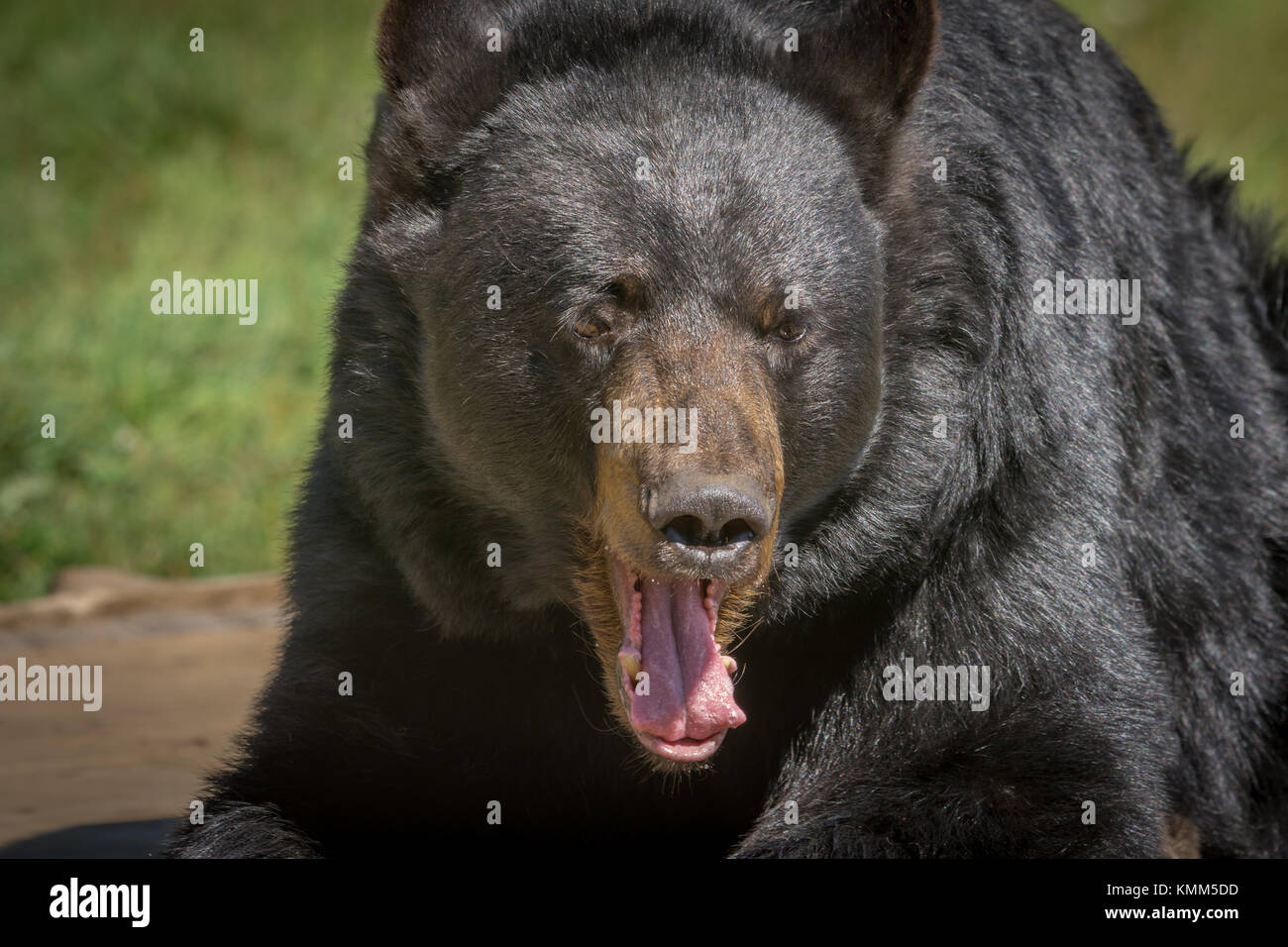 L'ours noir se faisant passer pour un close-up Banque D'Images