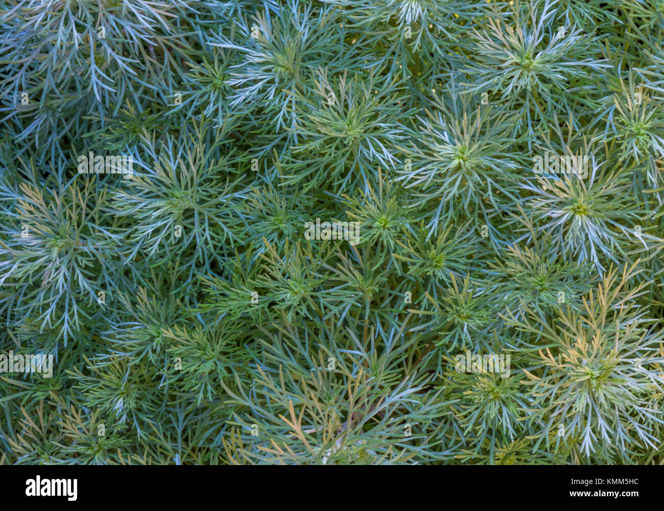 Tumulus d'argent dans le jardin Banque D'Images