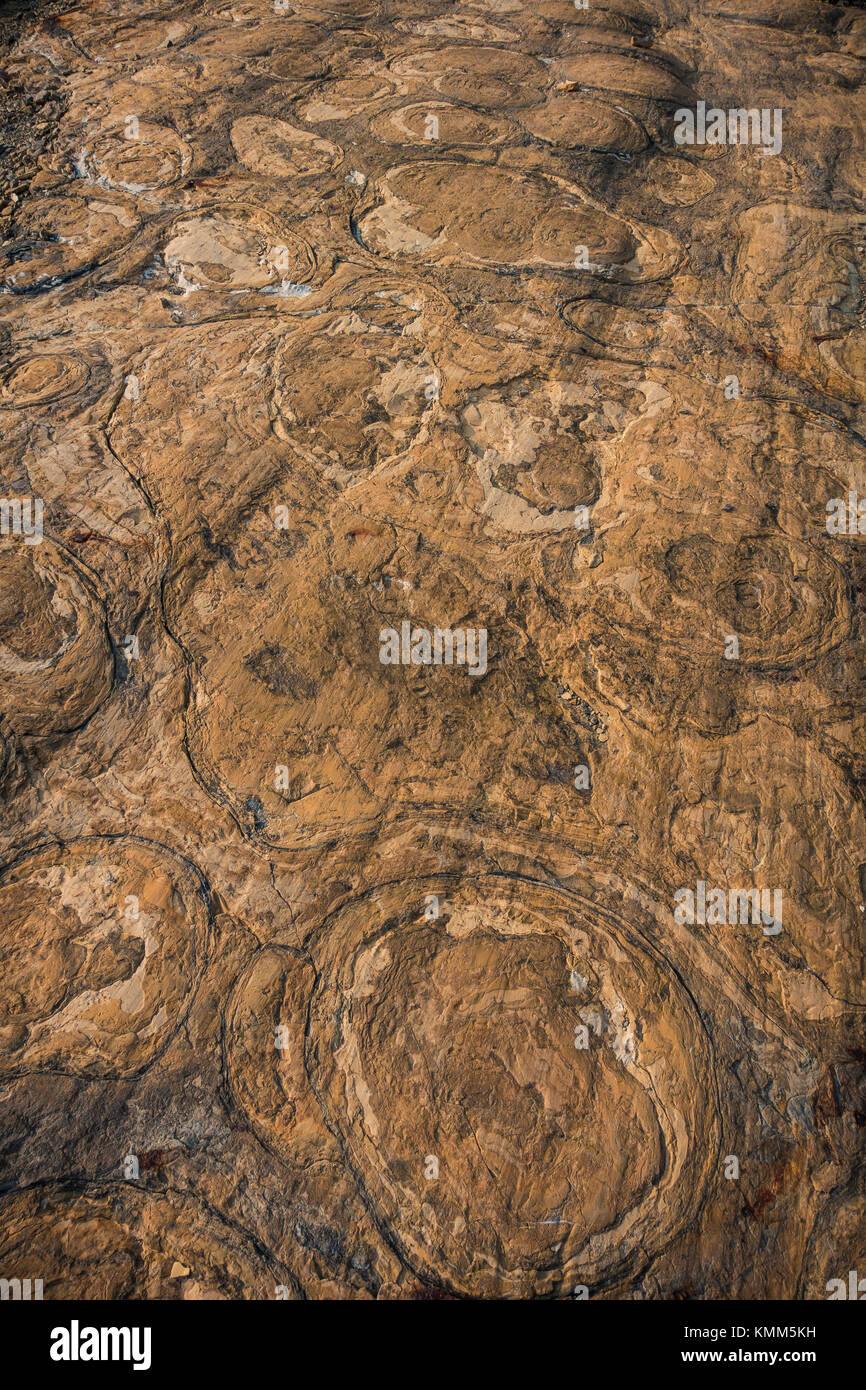 Les roches sédimentaires fossile stromatolite au parc national Glacier Glacier grinnell 6 août 2017 près de crystal point, Montana. (Photo par photo via nps) planetpix Banque D'Images