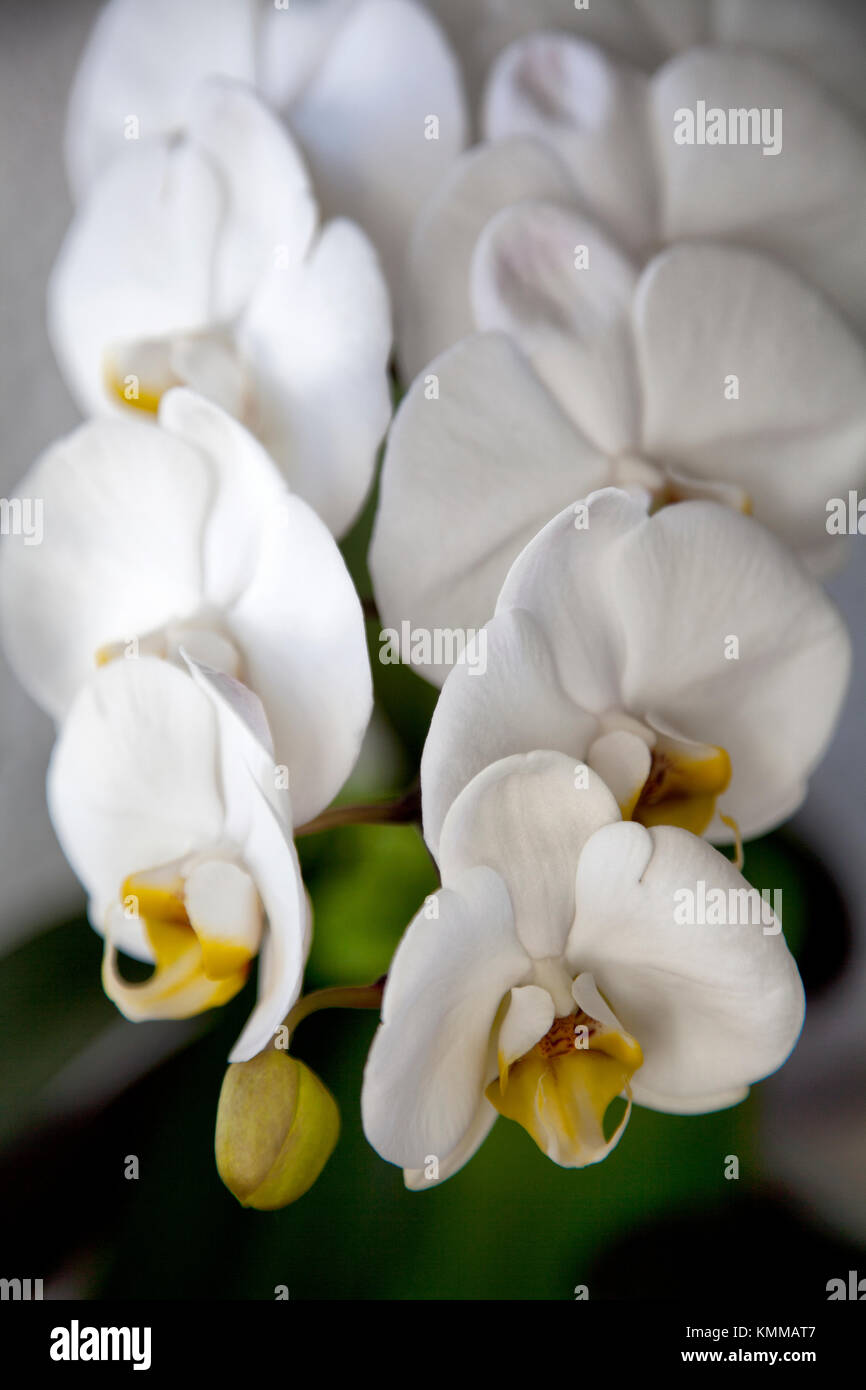 Orchidées blanches Banque D'Images