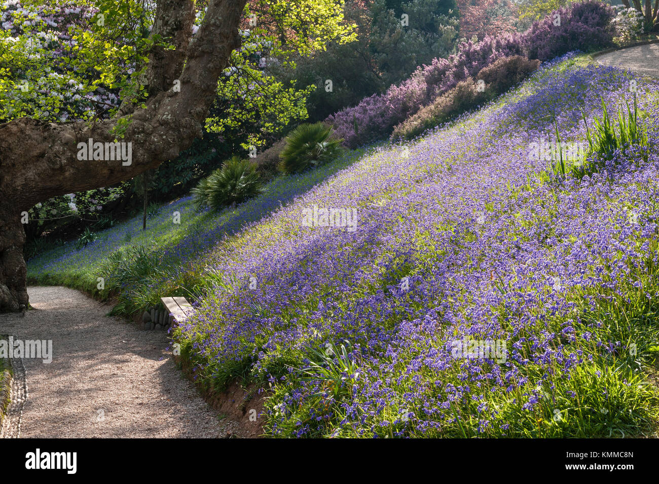 Glendurgan Garden, près de Falmouth, Cornwall, UK. Au printemps, les pentes sont couvertes de jacinthes Banque D'Images