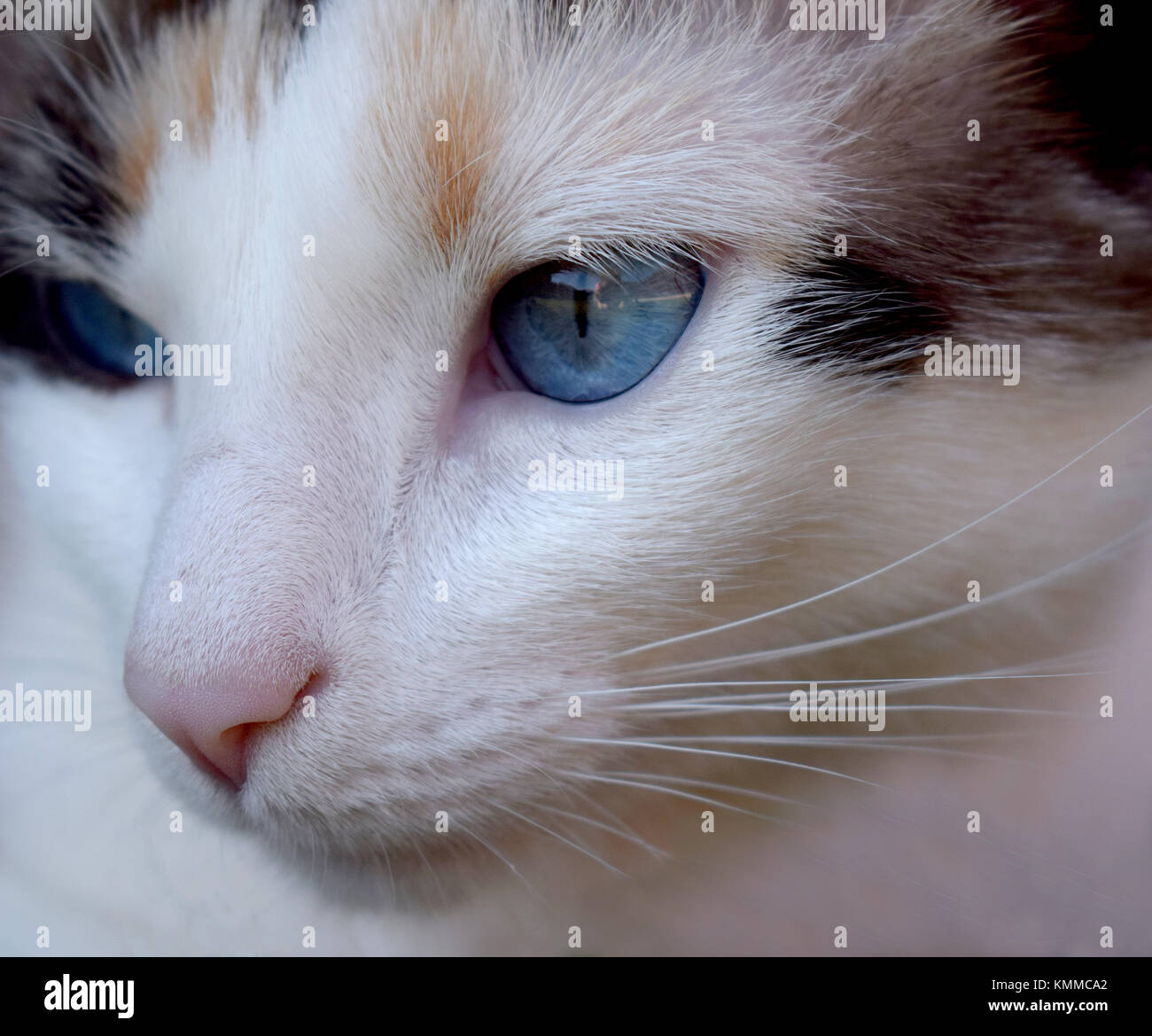 Yeux bleu calico cat adultes portant sur l'herbe verte et de l'échauffement au soleil Banque D'Images