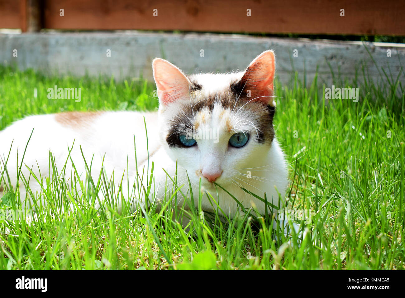 Yeux bleu calico cat adultes portant sur l'herbe verte et de l'échauffement au soleil Banque D'Images