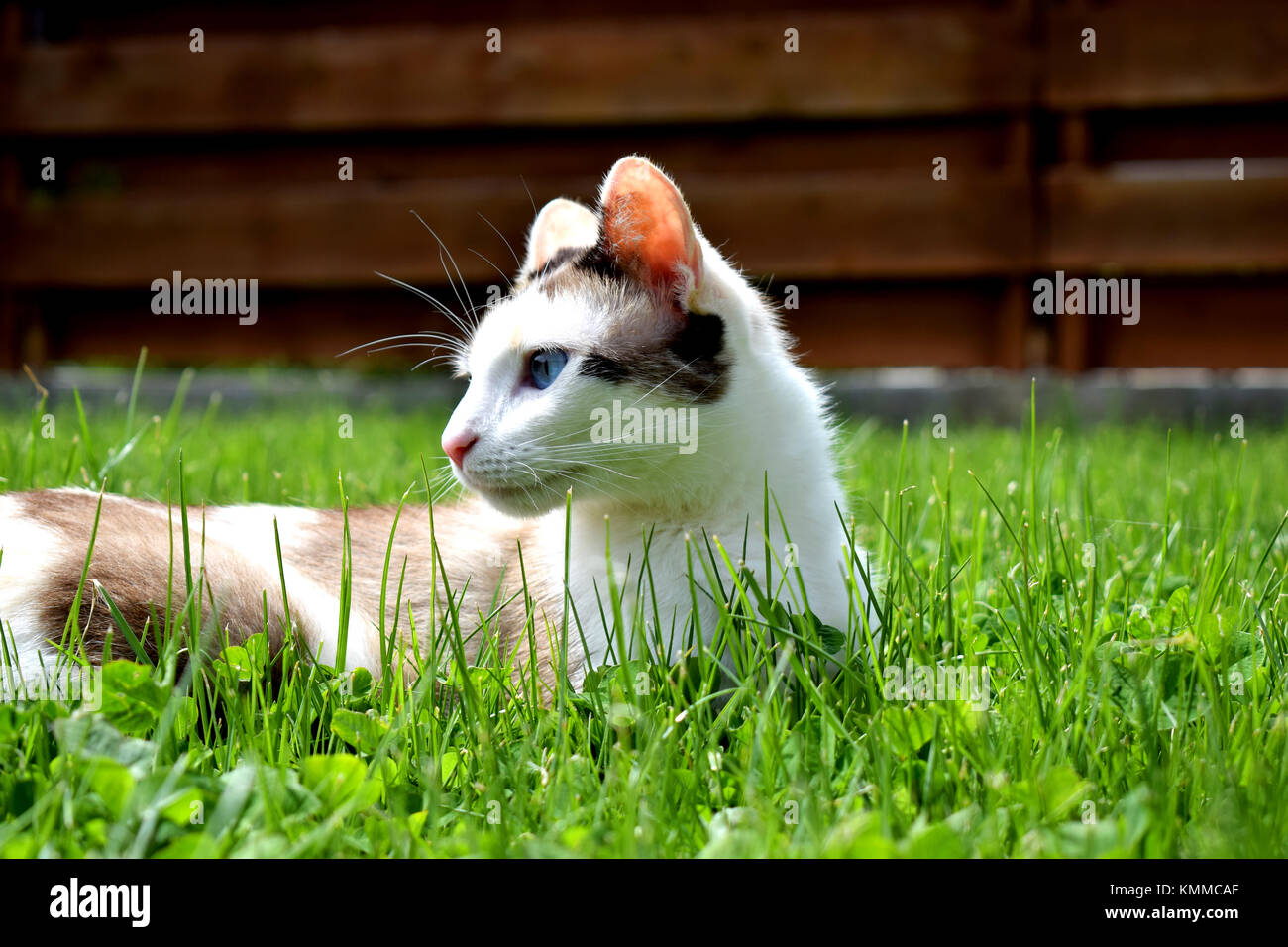 Yeux bleu calico cat adultes portant sur l'herbe verte et de l'échauffement au soleil Banque D'Images