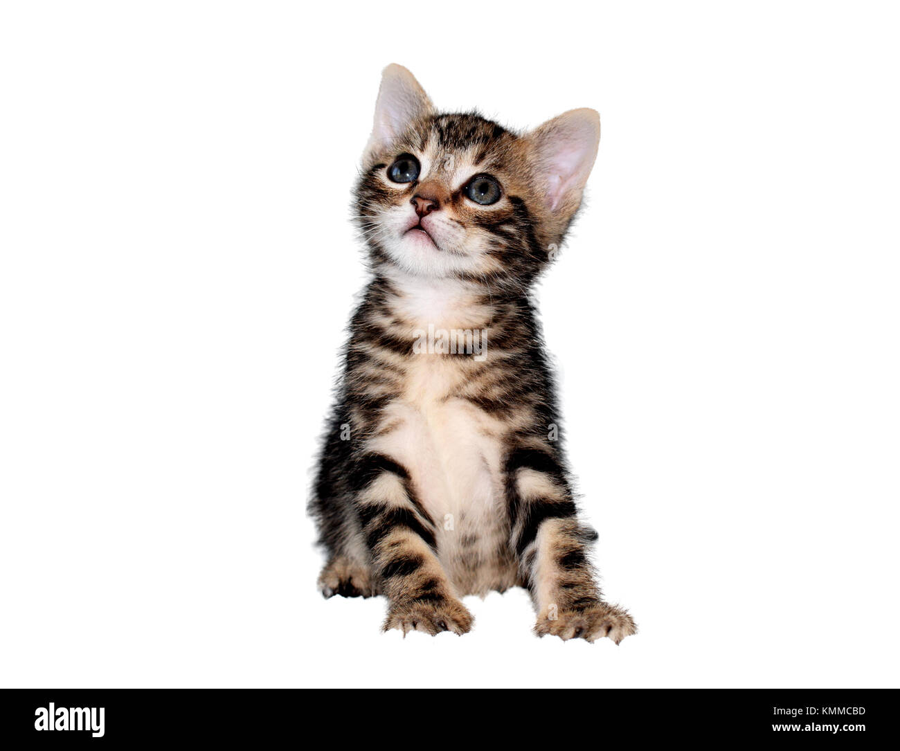 Tabby chaton de 6 semaines sur fond blanc Banque D'Images