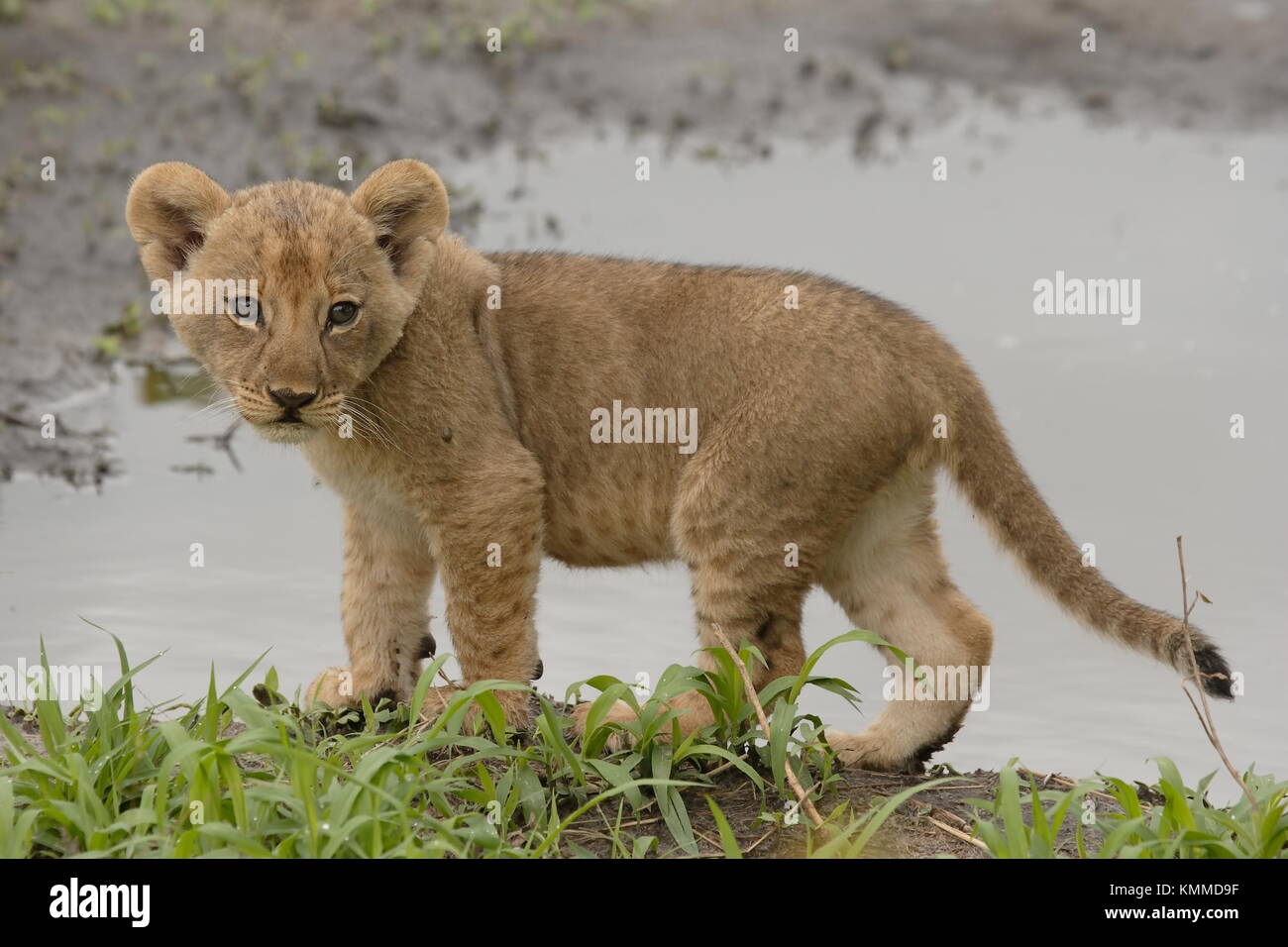 Lion Cub Botswana Banque D'Images