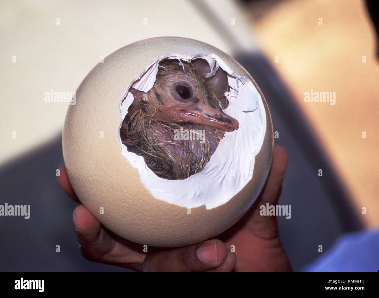 Bebe Autruche Struthio Camelus Toujours Dans La Coquille De L Oeuf Photo Stock Alamy