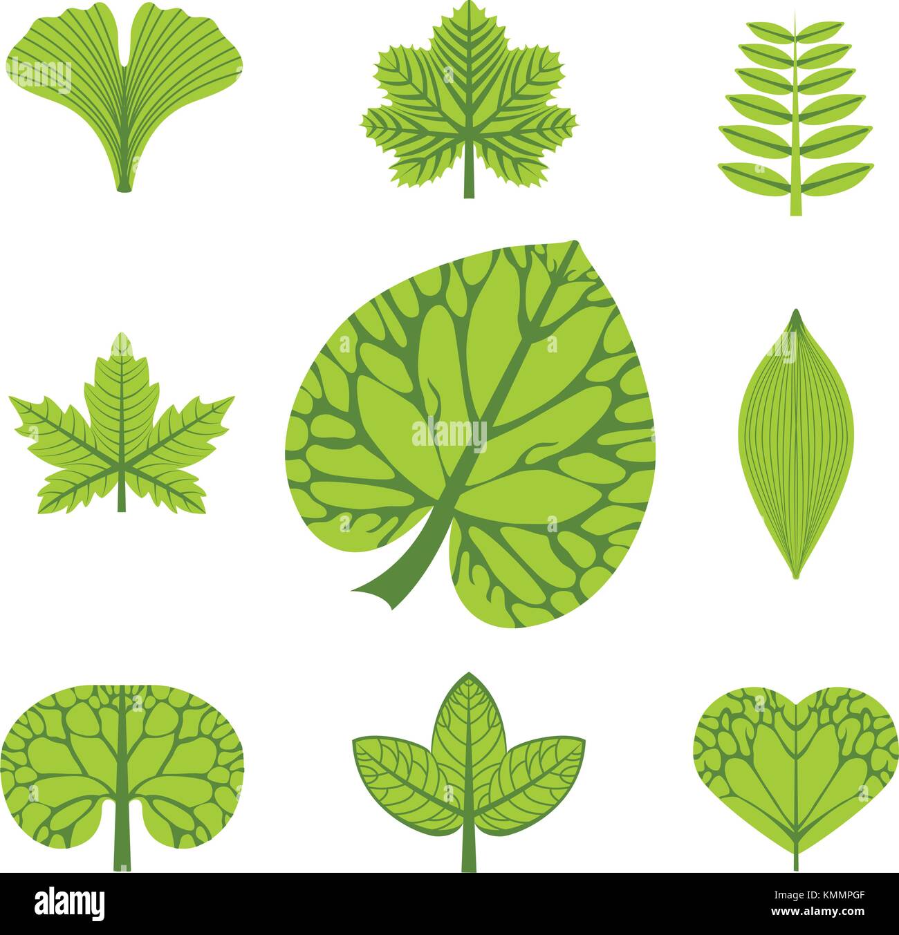 Différents types de feuilles, vector illustration Illustration de Vecteur