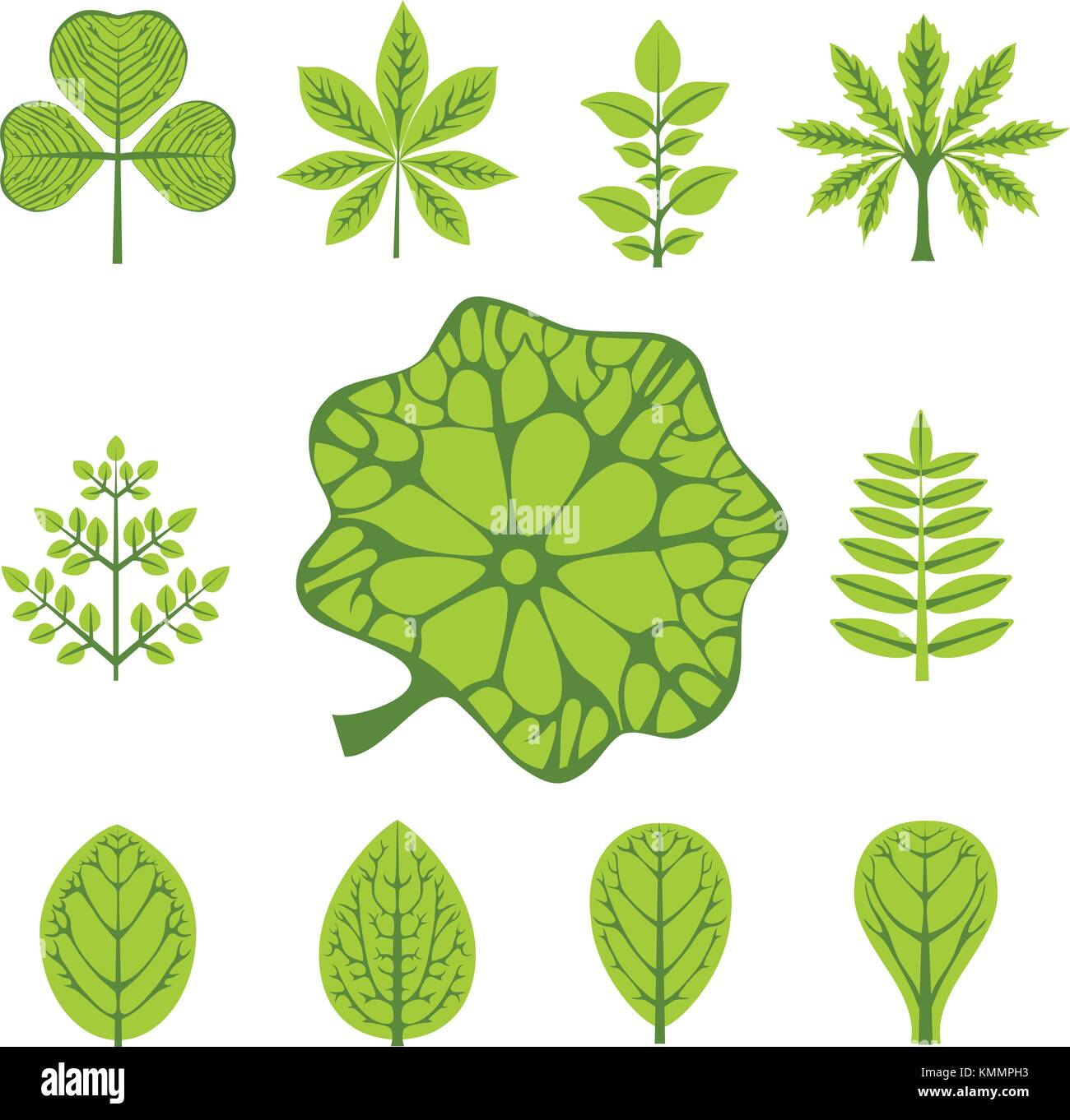 Différents types de feuilles, vector illustration Illustration de Vecteur