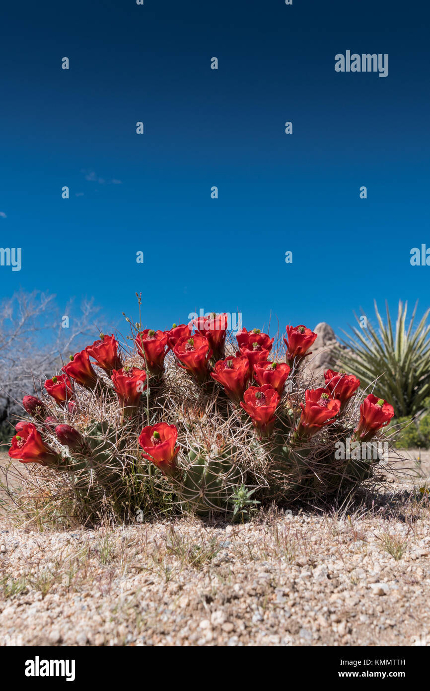 Claret cup fleurs cactus sur ciel bleu clair avec copie espace ci-dessus Banque D'Images