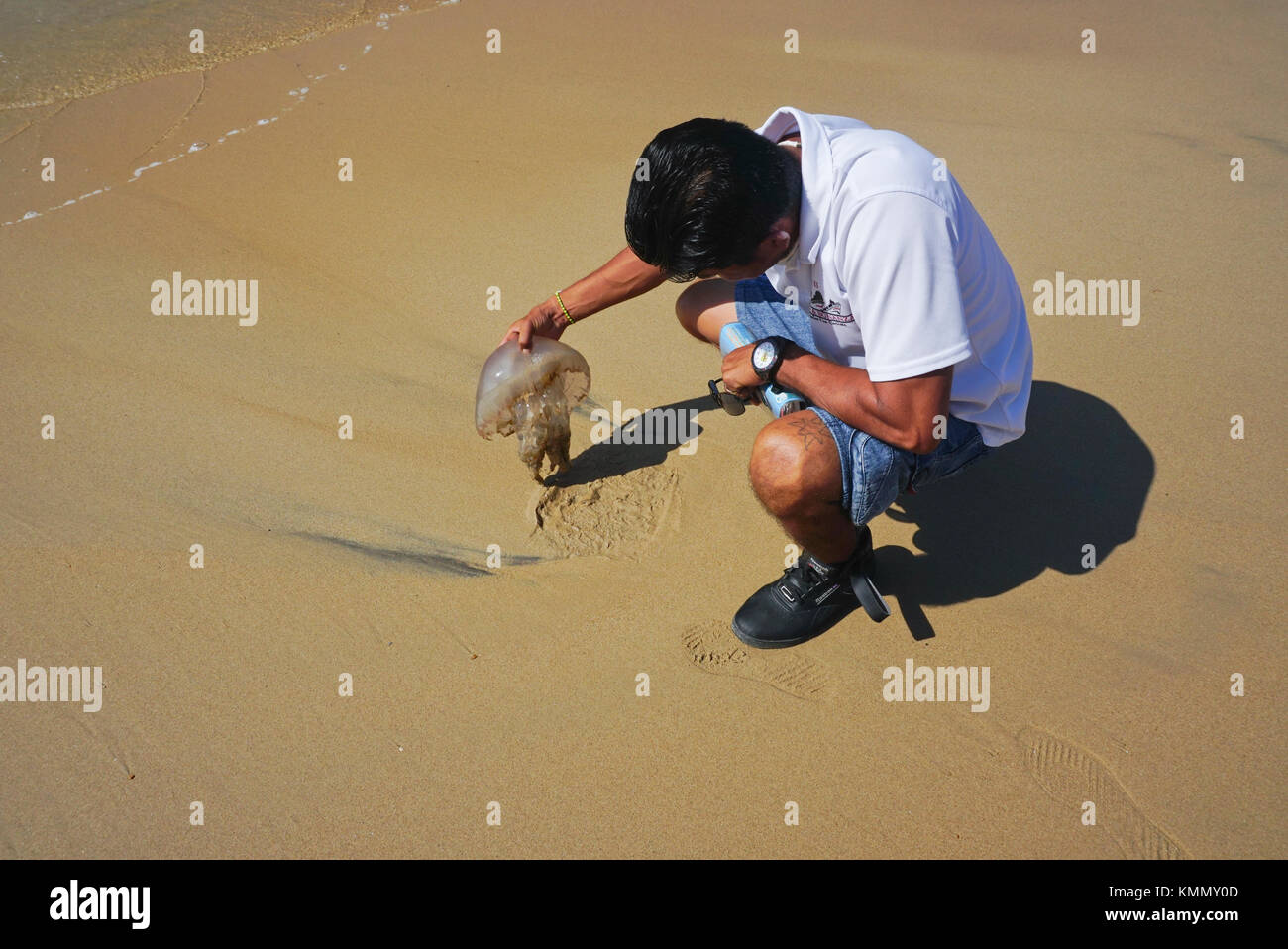 Méduses mortes sur la plage de Playa Caletilla, (plage de Caletilla) dans le vieux Acapulco, Mexique Banque D'Images