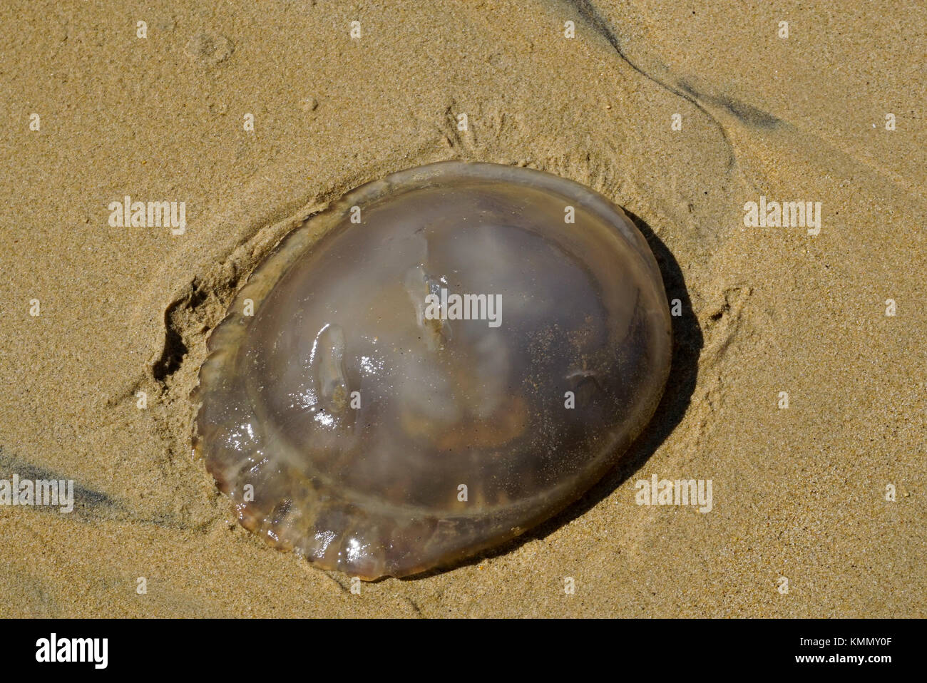 Méduses mortes sur la plage de Playa Caletilla, (plage de Caletilla) dans le vieux Acapulco, Mexique Banque D'Images