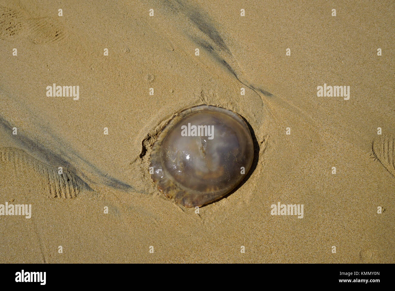 Méduses mortes sur la plage de Playa Caletilla, (plage de Caletilla) dans le vieux Acapulco, Mexique Banque D'Images