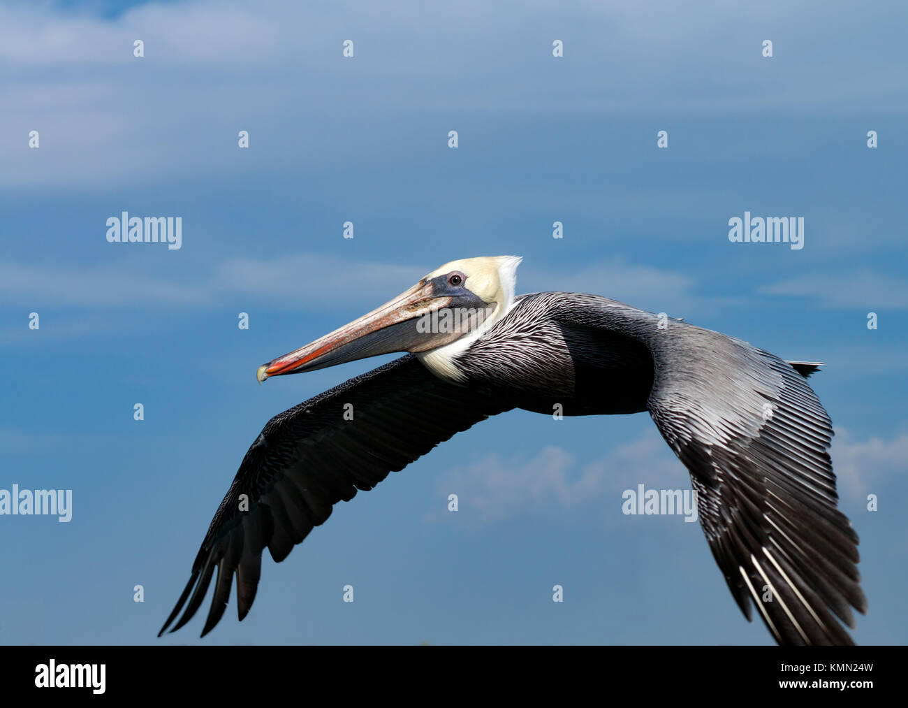 Pelican planeur sur une journée ensoleillée, Close up Banque D'Images