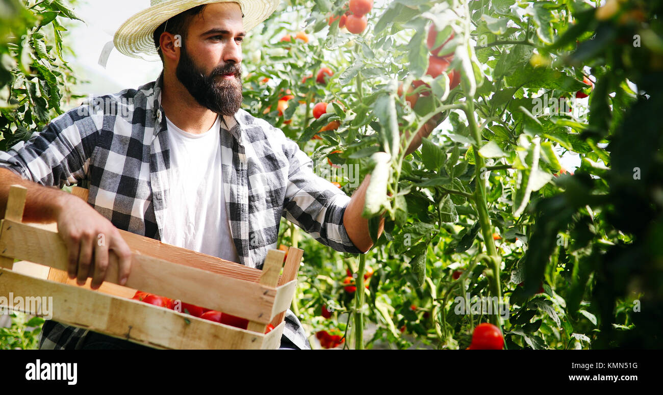 Cueillette de tomates fraîches, agriculteur de son jardin serre Banque D'Images