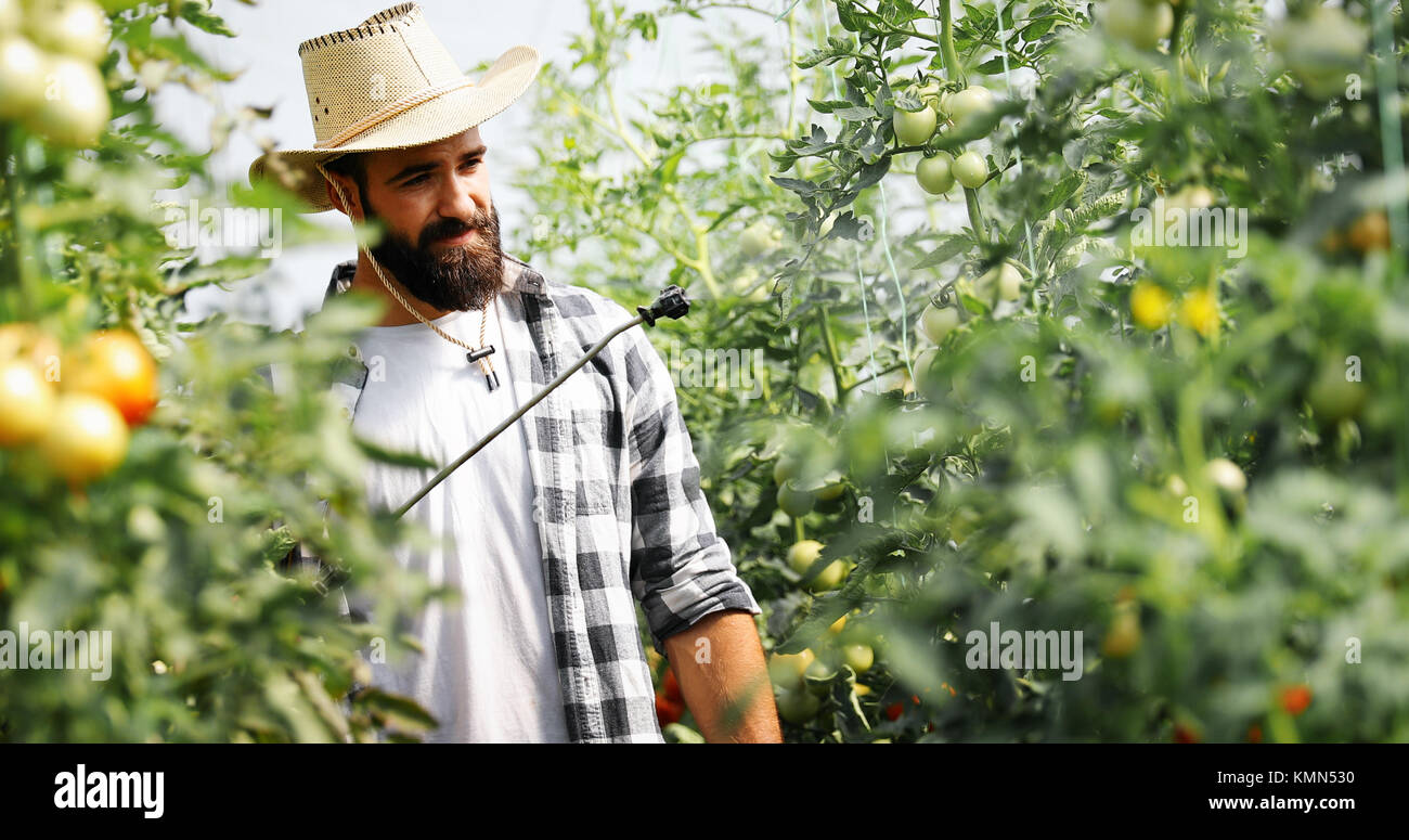 Jeune agriculteur protéger ses plantes avec des produits chimiques Banque D'Images