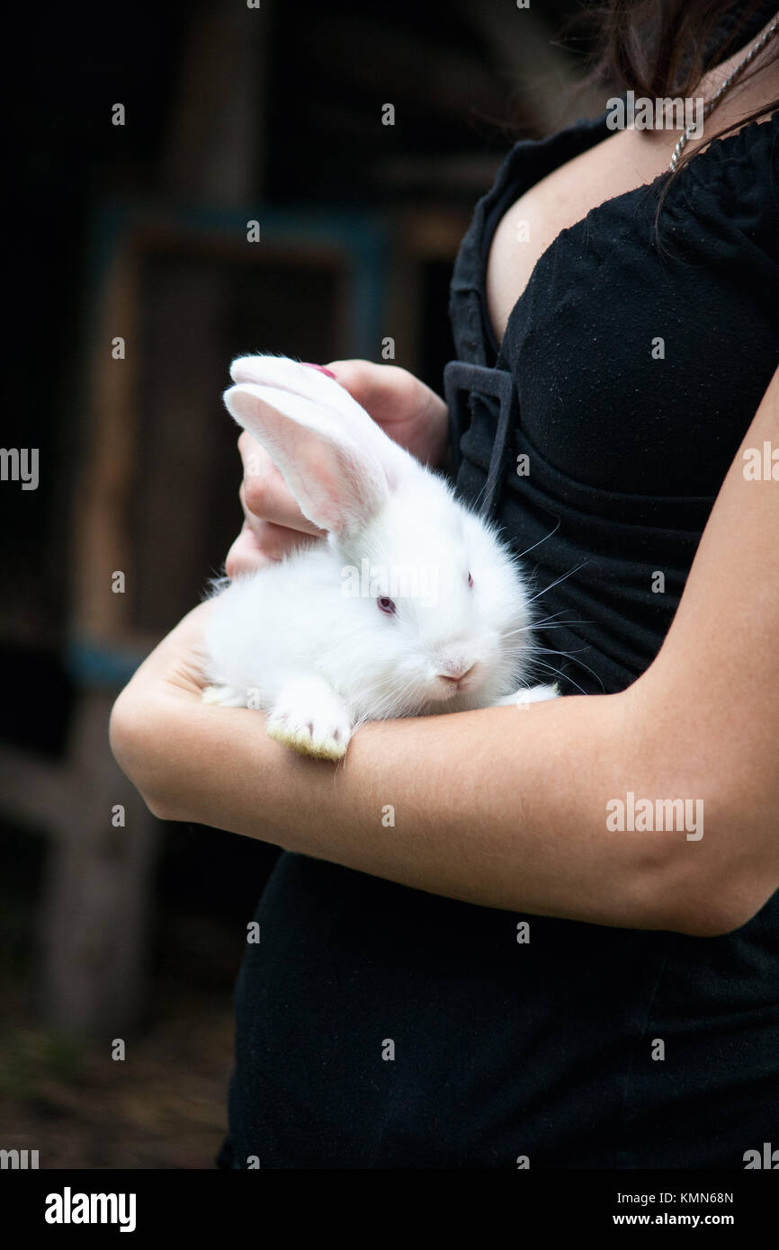 Lapin dans les mains de la jeune fille Banque D'Images