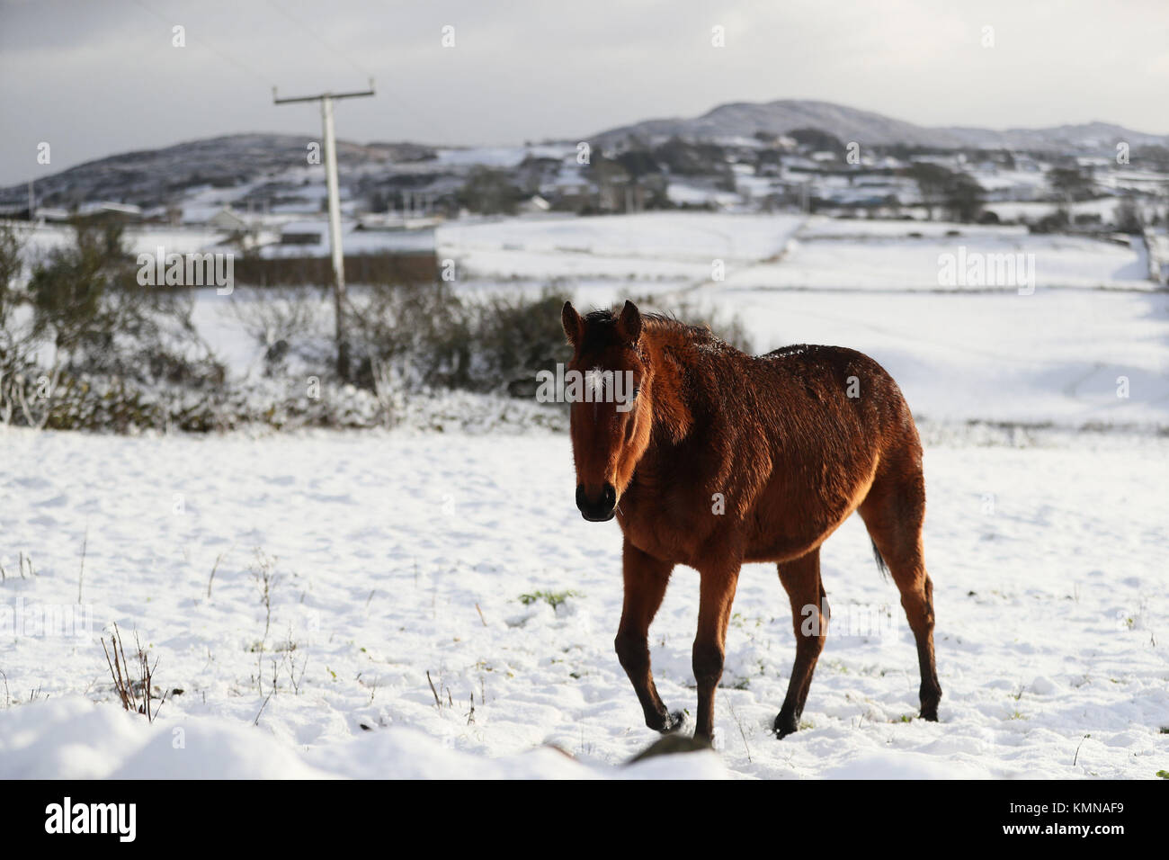 Un cheval dans un champ dans Cloughoge, Newry, en tant que parties du Royaume-Uni et l'Irlande s'est réveillé d'une couche de neige causé par un flux d'air arctique dans le sillage de la tempête Caroline. Photo date : vendredi 8 décembre 2017. Histoire voir l'activité de Caroline météo. Crédit photo doit se lire : Brian Lawless/PA Wire Banque D'Images