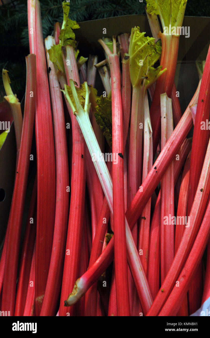 Une quantité de bâtonnets de rhubarbe disposés ou affichés sur un étal de fruits et légumes frais à Borough Market à Southwark, Londres. La rhubarbe et crème anglaise Banque D'Images