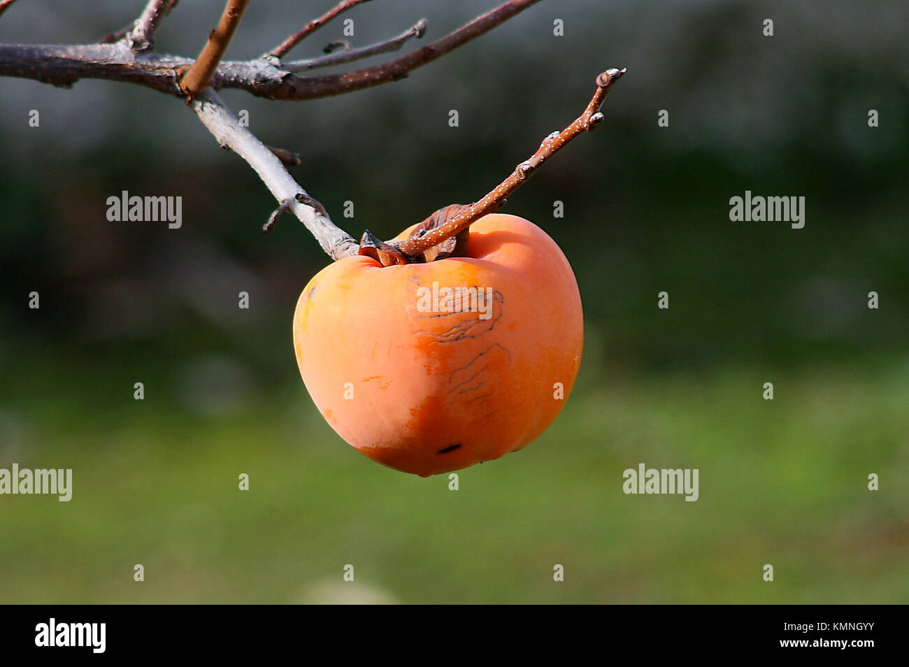 Diospyrus fruits sur une branche Banque D'Images