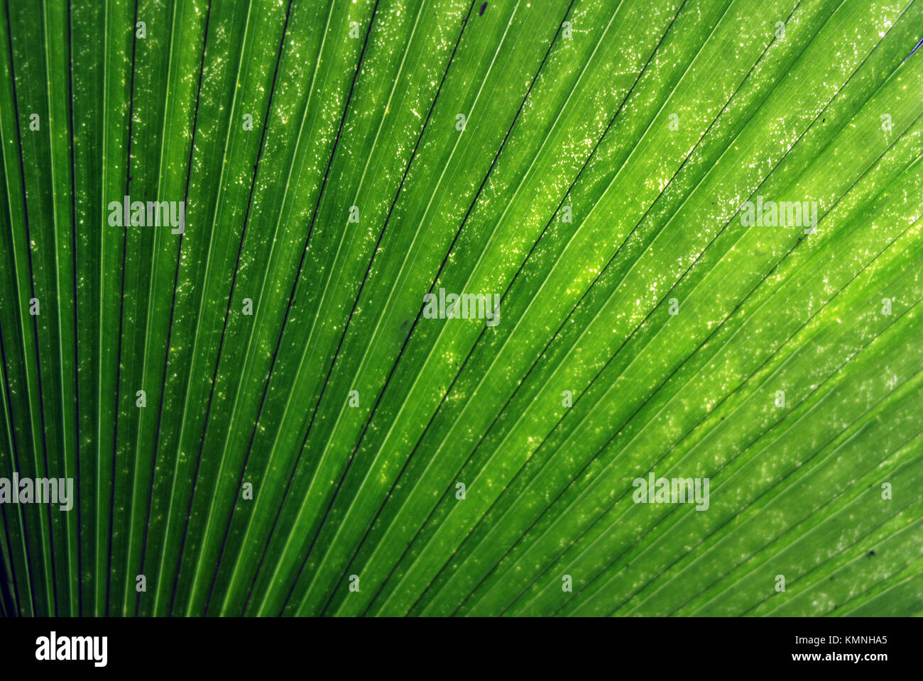 Palmier, Las Casas de la Selva, Patillas, Puerto Rico Photo Stock Alamy