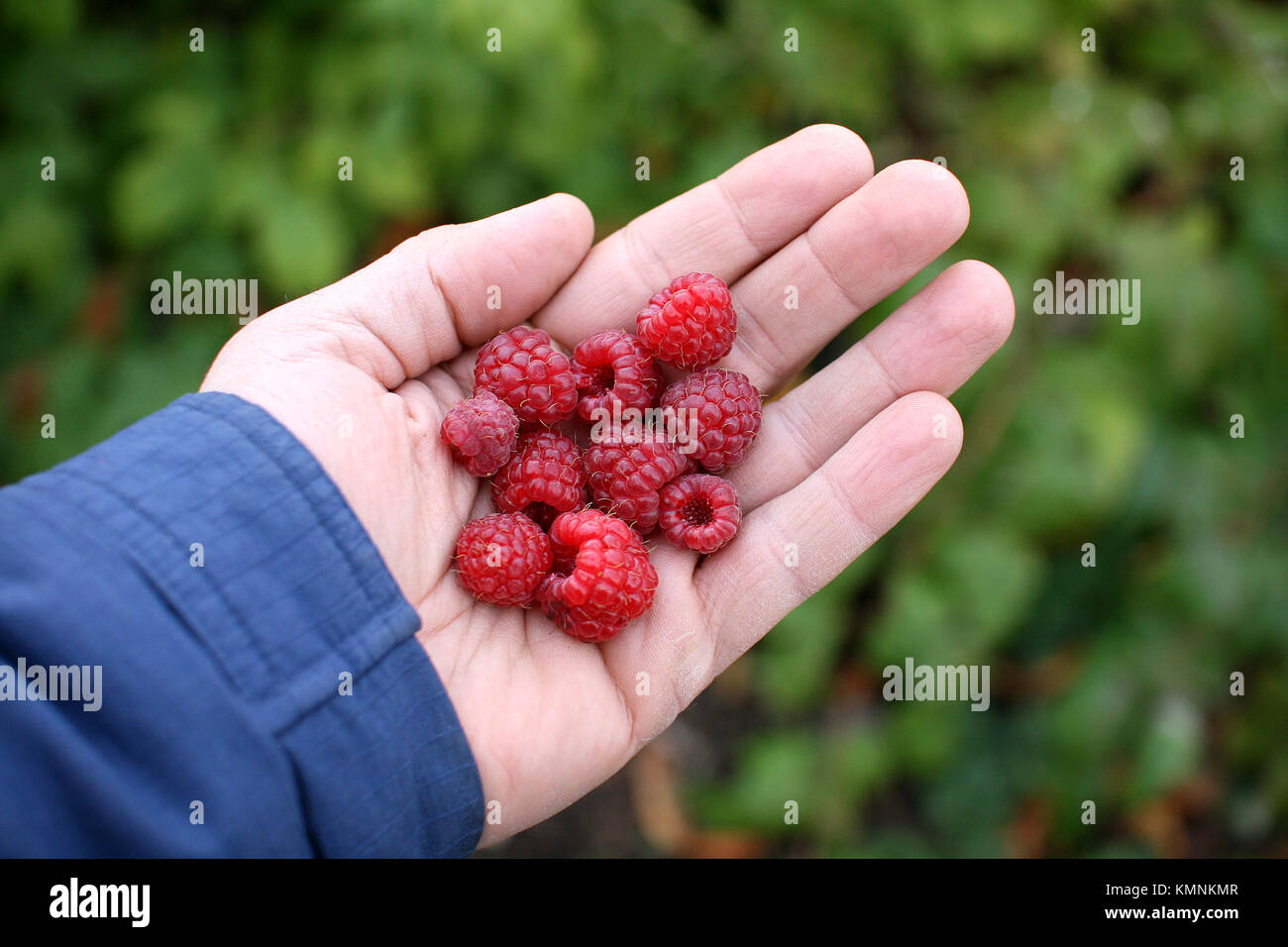 Les framboises rouges en main Banque D'Images