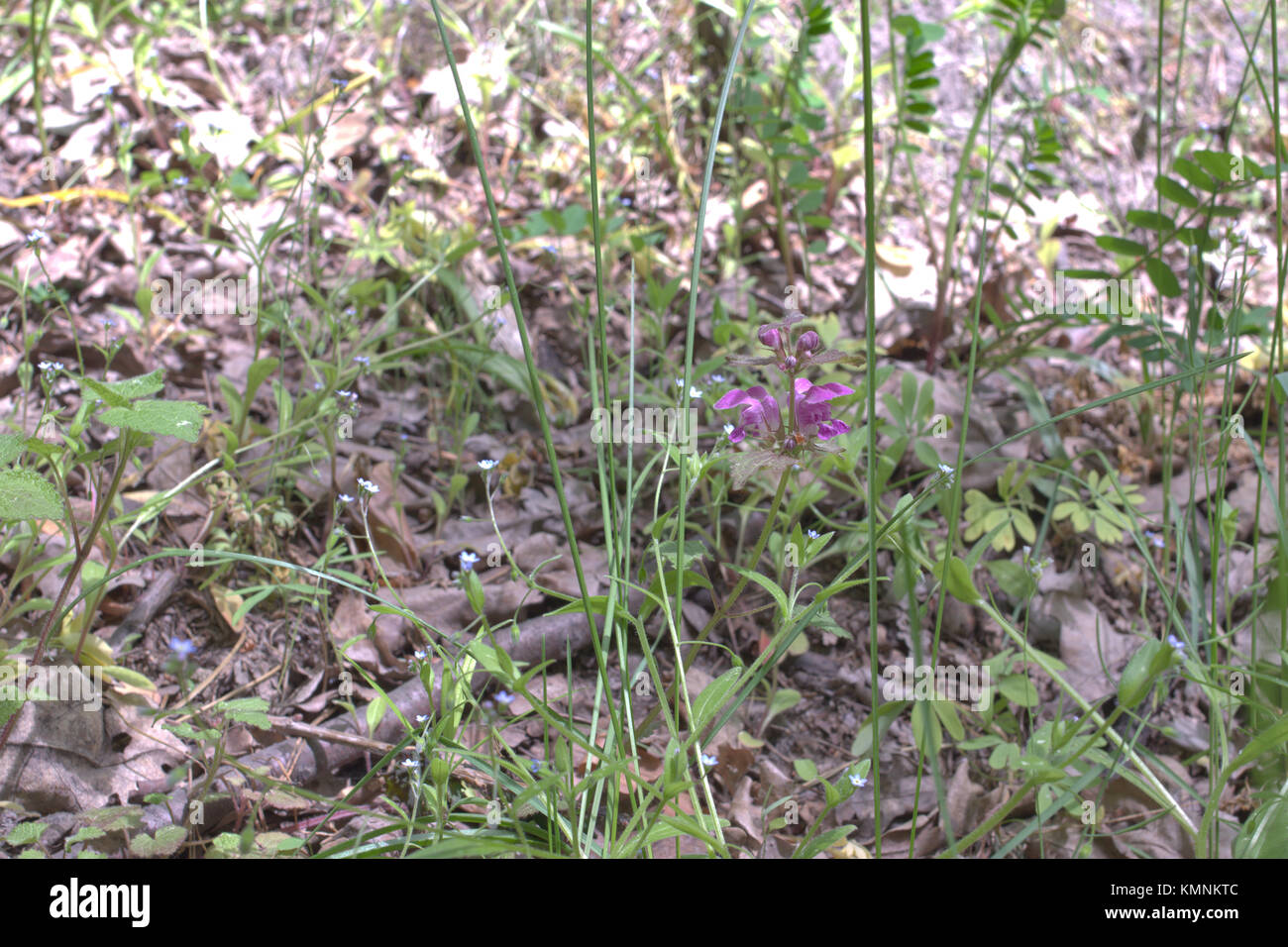 Lamium purpureum in tall grass Banque D'Images