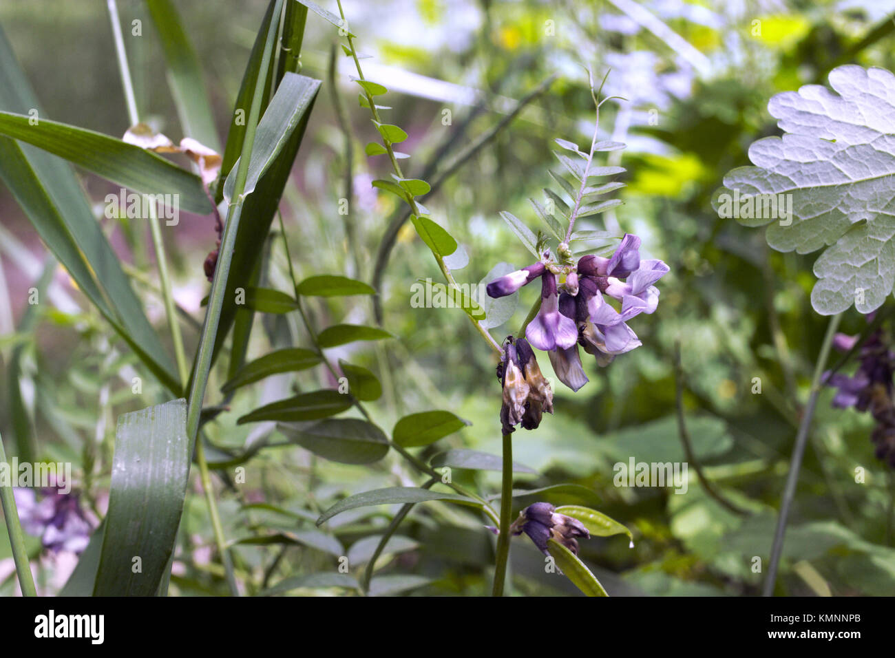 Les fleurs se fanent de la vesce d'oiseaux. Libre Banque D'Images