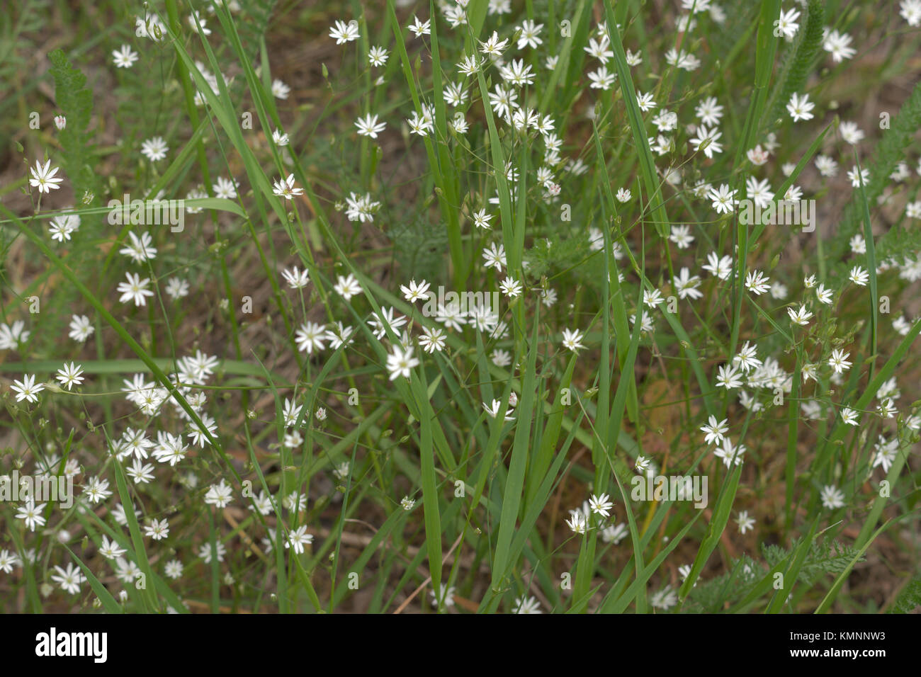 Stellaria holostea motif fleurs blanches on meadow Banque D'Images