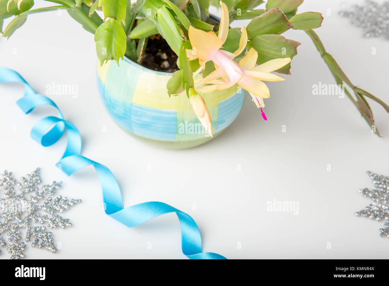 Rose fleurs de cactus de Noël schlumbergera dans un pot isolé sur fond blanc. Banque D'Images