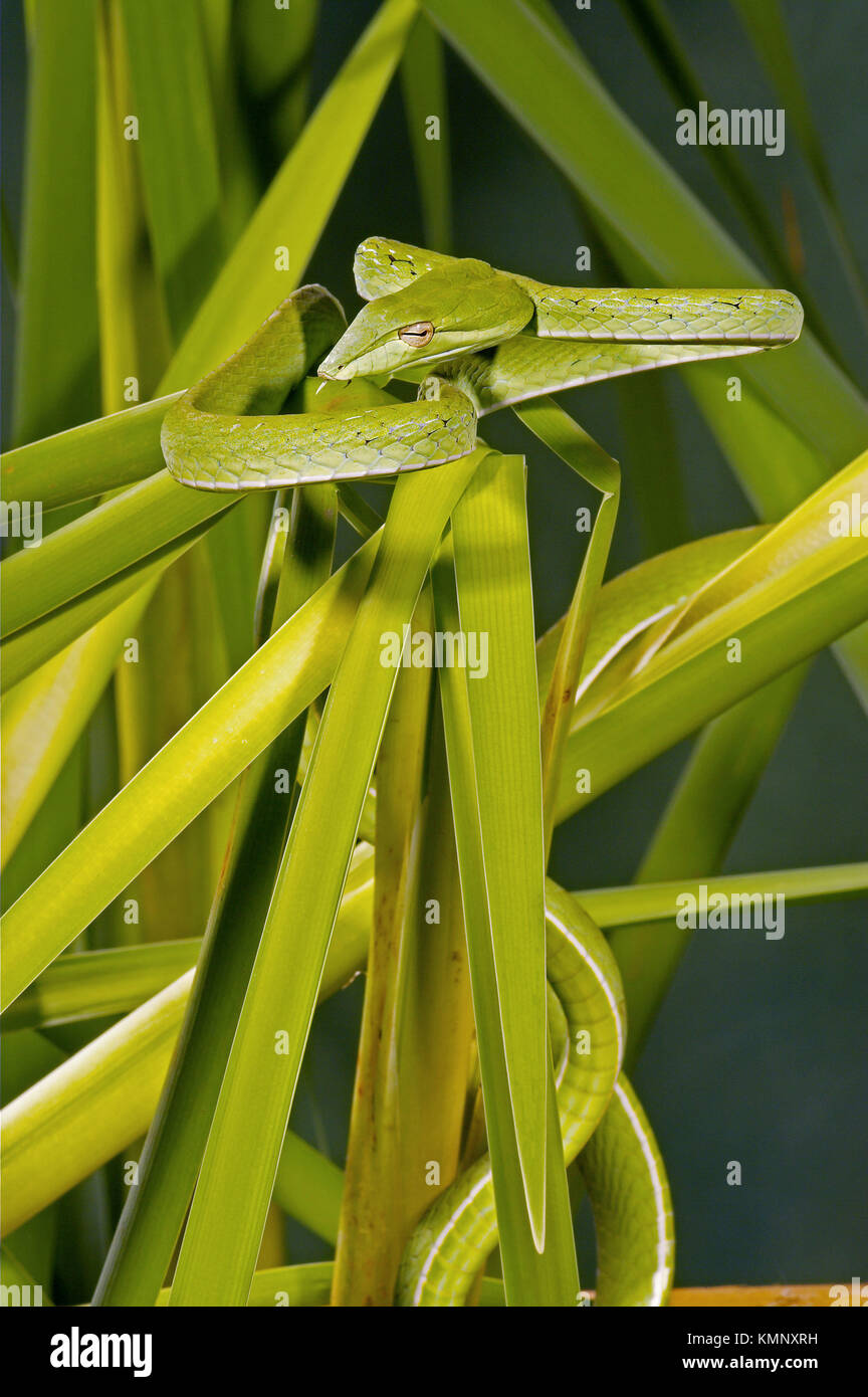 Arbre généalogique bec long serpent (Ahaetulla prasinus) Banque D'Images