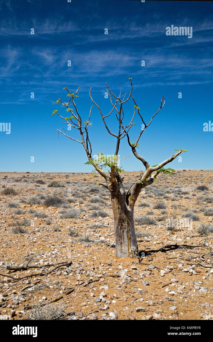 Paysage avec arbre à damaraland Namibie Banque D'Images
