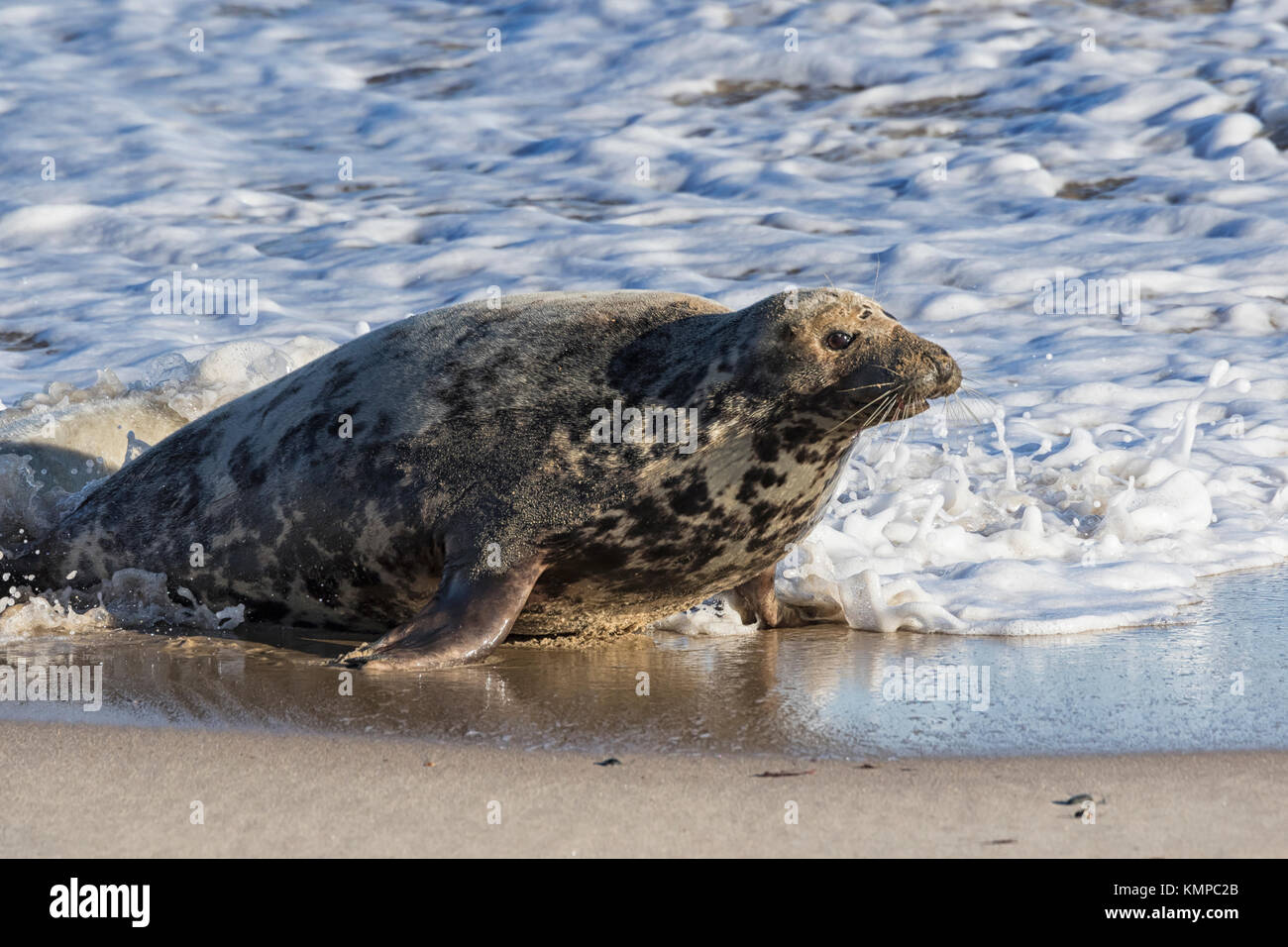 Les Phoques gris sortis de l'eau pendant la saison de reproduction, les plages de North Norfolk Banque D'Images