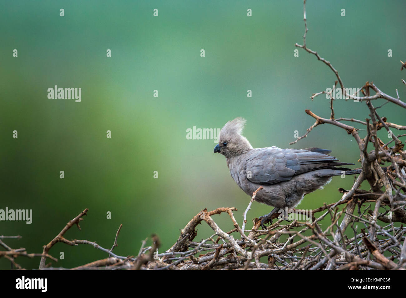 Rendez-oiseau gris loin dans Kruger National Park, Afrique du Sud ; Espèce Corythaixoides concolor famille des Musophagidae Banque D'Images