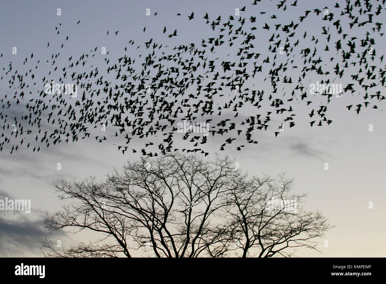 Un crépuscule spectaculaire vol de Starling, collecte et de groupes régionaux et de groupes qui se profile, plus mumurate flocage vol Martin Mere nature réserver au coucher du soleil. Les étourneaux dans le groupe migrations, silhouette, formation de vol tourbillonnant, les troupeaux, les oiseaux sauvages, l'essaim des formes de vol comme une estimation de 50 000 étourneaux se rassemblent dans le ciel d'automne. Le murmure ou mumuration chatter entre le nombre énorme d'oiseaux comme ils volent, est assez intense et est pensé pour être la communication comme d'énormes troupeaux, la plus importante depuis les années 12, sont d'attirer un grand nombre d'oiseaux de la faune à Burscough, UK. Banque D'Images