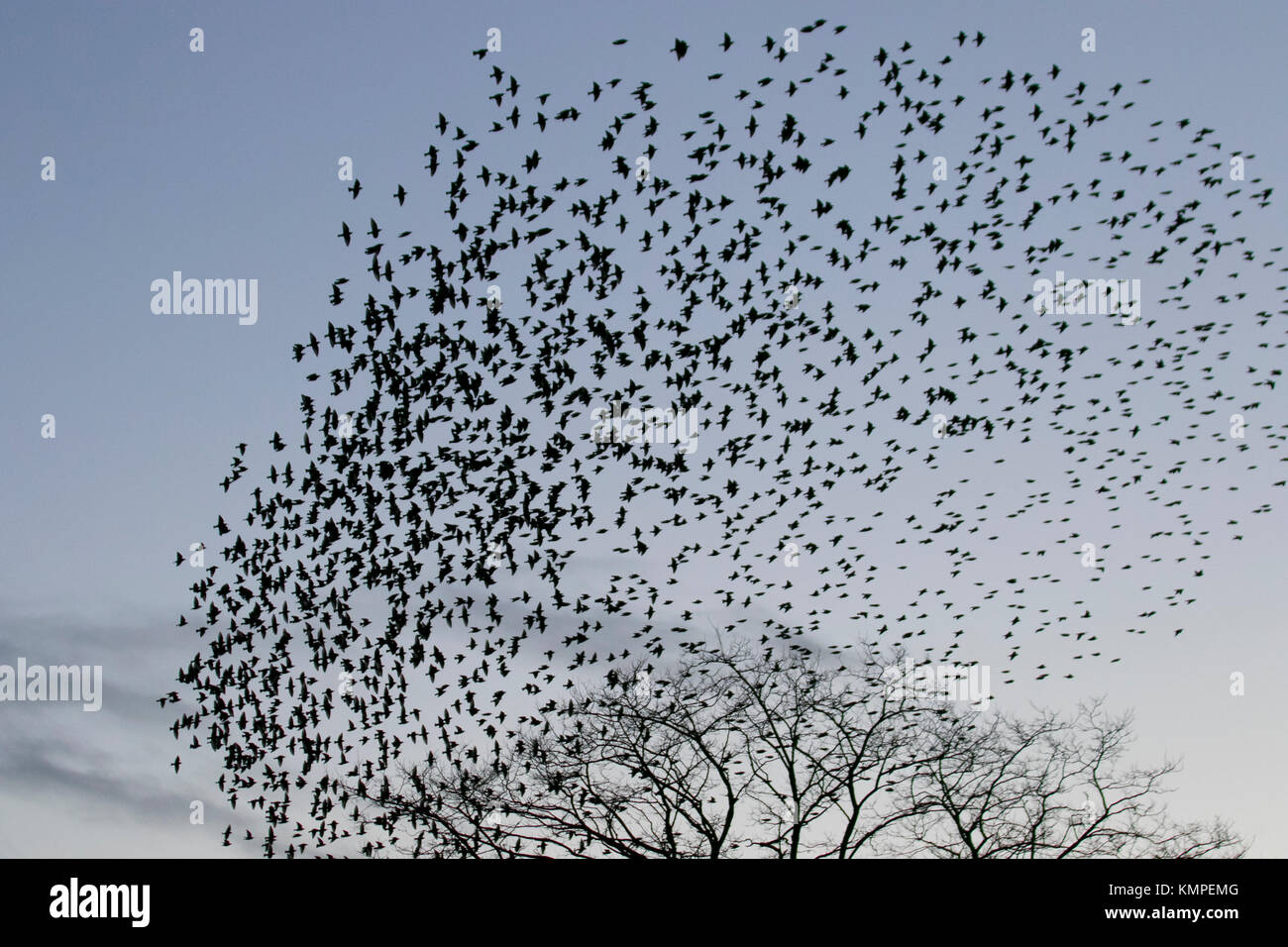 Un crépuscule spectaculaire vol de Starling, collecte et de groupes régionaux et de groupes qui se profile, plus mumurate flocage vol Martin Mere nature réserver au coucher du soleil. Les étourneaux dans le groupe migrations, silhouette, formation de vol tourbillonnant, les troupeaux, les oiseaux sauvages, l'essaim des formes de vol comme une estimation de 50 000 étourneaux se rassemblent dans le ciel d'automne. Le murmure ou mumuration chatter entre le nombre énorme d'oiseaux comme ils volent, est assez intense et est pensé pour être la communication comme d'énormes troupeaux, la plus importante depuis les années 12, sont d'attirer un grand nombre d'oiseaux de la faune à Burscough, UK. Banque D'Images