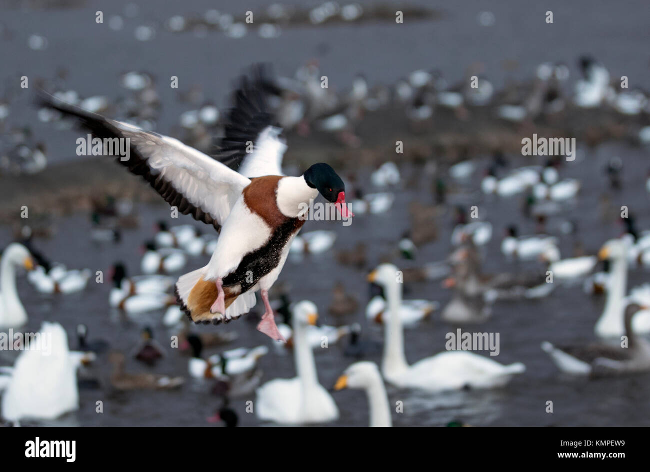 Tarlescough, Lancashire, Royaume-Uni. 8 Décembre, 2017. Brown & white tadorne de migrateurs, canards pilets et de cygnes chanteurs se rassemblent à Martin simple pour une alimentation supplémentaire fourni par le personnel de la réserve naturelle de WWT. La réserve des zones humides est le foyer de milliers d'oiseaux, de l'Europe et l'Islande, qui viennent passer l'hiver dans le sud du Lancashire et attendent un peu de répit à partir de l'hiver. /AlamyLiveNews MediaWorldImages : crédit. Banque D'Images